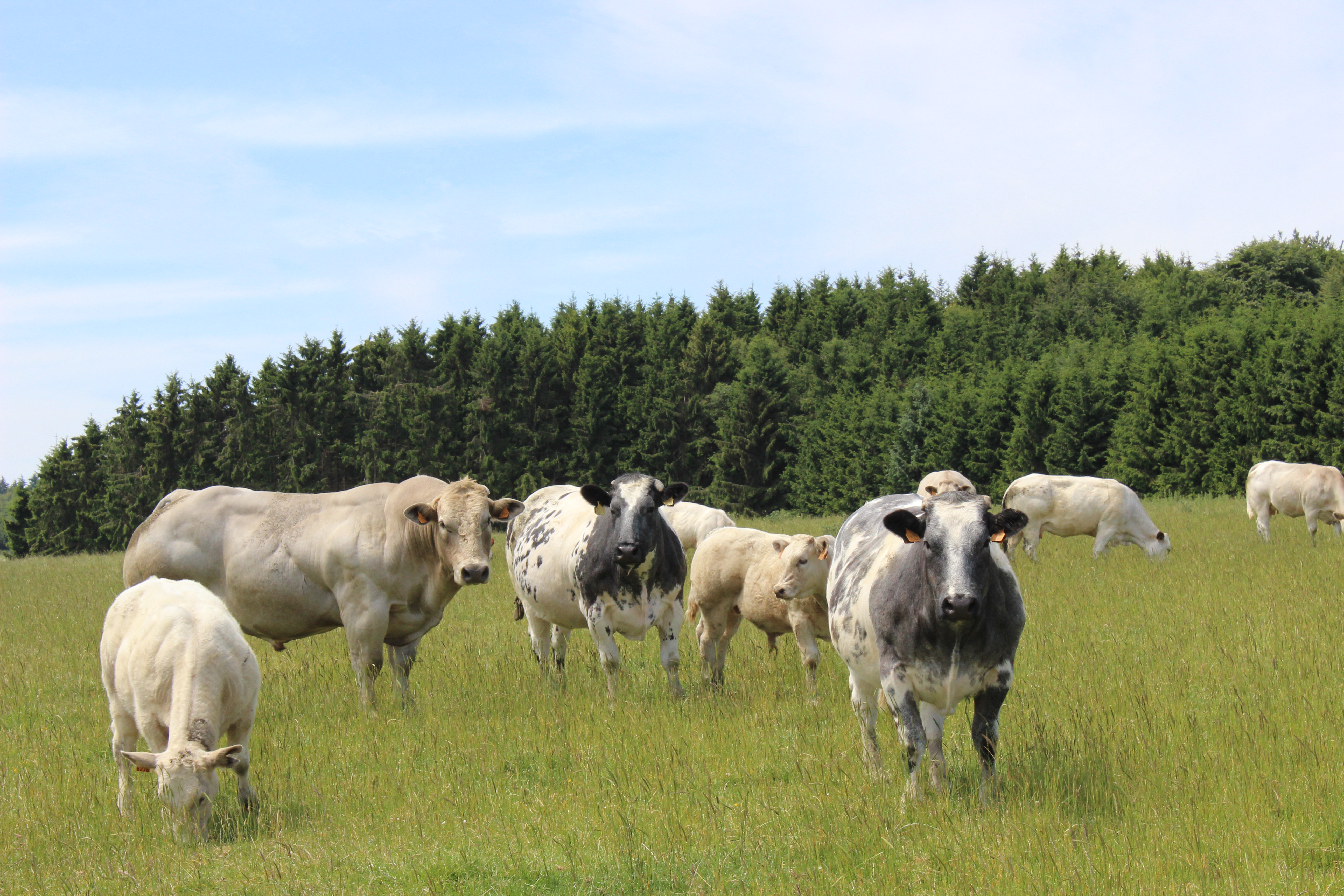 Troupeau de bovins viandeux