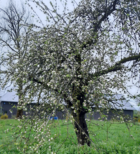 Obstbäume