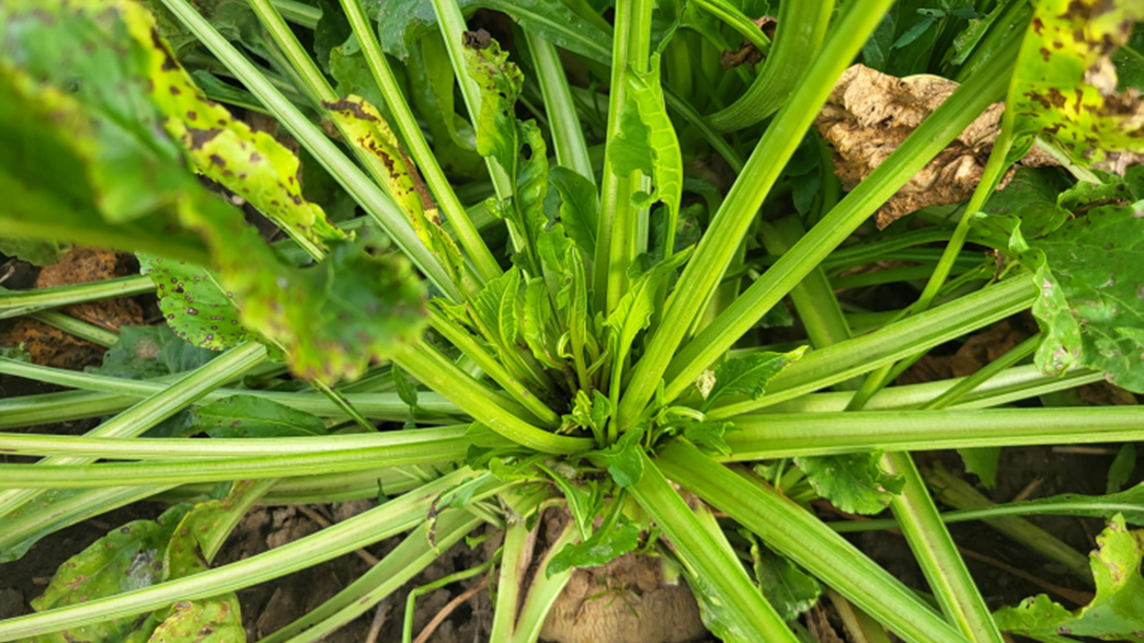 déformations foliaires dues au symptôme basses richesses