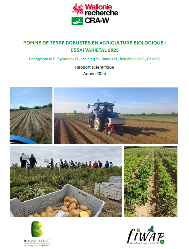 pomme de terre robuste bio