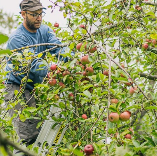 Image d'un fruiticulteur dans son pommier
