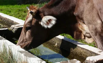 Productions animales