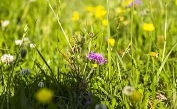 Biodiversité