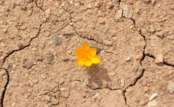 Changement climatique