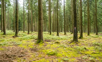 Identité de la forêt