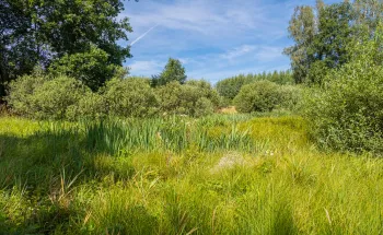 Subventions et indemnités (forêts)