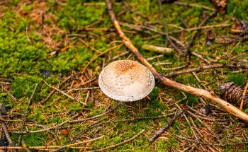 Santé des forêts