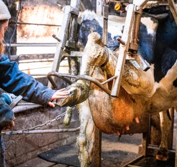 Cage de parage vache, soin des pattes