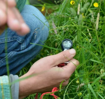Vue rapprochée d'une main tenant une loupe de précision au-dessus de plantes sauvages, illustrant l'observation scientifique lors d'un atelier de botanique en plein air.