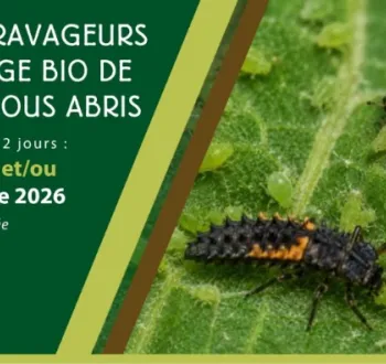 Formation courte Formation courte "Maladies et ravageurs en maraichage bio de plein air et sous abris"
